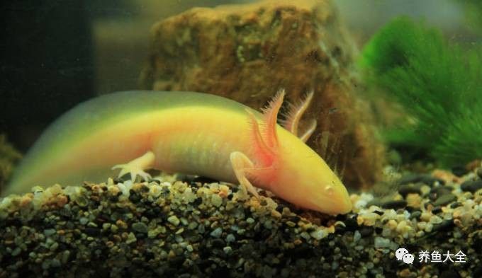 六角恐龍魚最低溫度是多少：六角恐龍的飼養方法