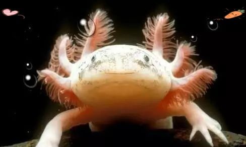 六角恐龍魚最低溫度是多少：六角恐龍的飼養方法