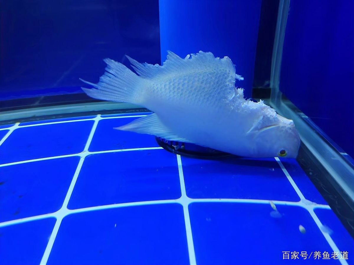 白子招財龍魚混養(yǎng)有哪些成功案例：如何判斷一種魚是否適合與白子招財龍魚混養(yǎng)？