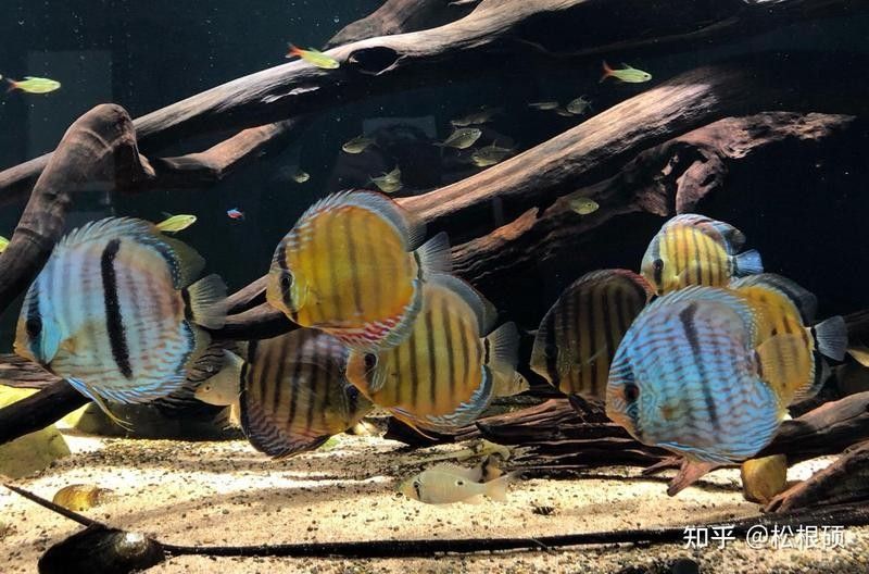 七彩魚和龍魚混養需要多久適應：七彩神仙魚與龍魚混養的適應周期及注意事項