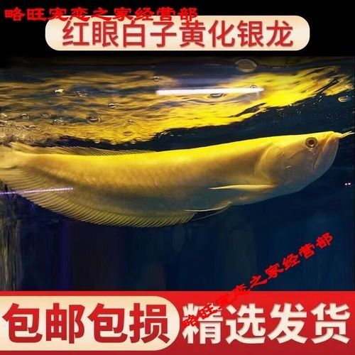白子龍魚的市場(chǎng)價(jià)格是多少？：白子銀龍魚（黃化白子銀龍）市場(chǎng)價(jià)格因尺寸、血統(tǒng)和銷售平臺(tái)差異較大