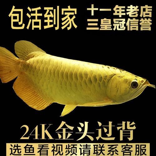 白子龍魚的市場(chǎng)價(jià)格是多少？：白子銀龍魚（黃化白子銀龍）市場(chǎng)價(jià)格因尺寸、血統(tǒng)和銷售平臺(tái)差異較大
