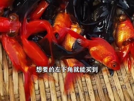 如何找到更多關(guān)于黑龍魚(yú)的視頻：家養(yǎng)黑龍魚(yú)的最佳狀態(tài)