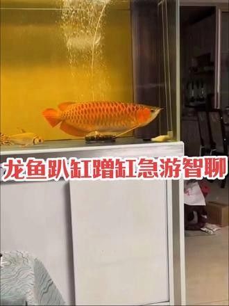 如何找到更多關(guān)于黑龍魚(yú)的視頻：家養(yǎng)黑龍魚(yú)的最佳狀態(tài)