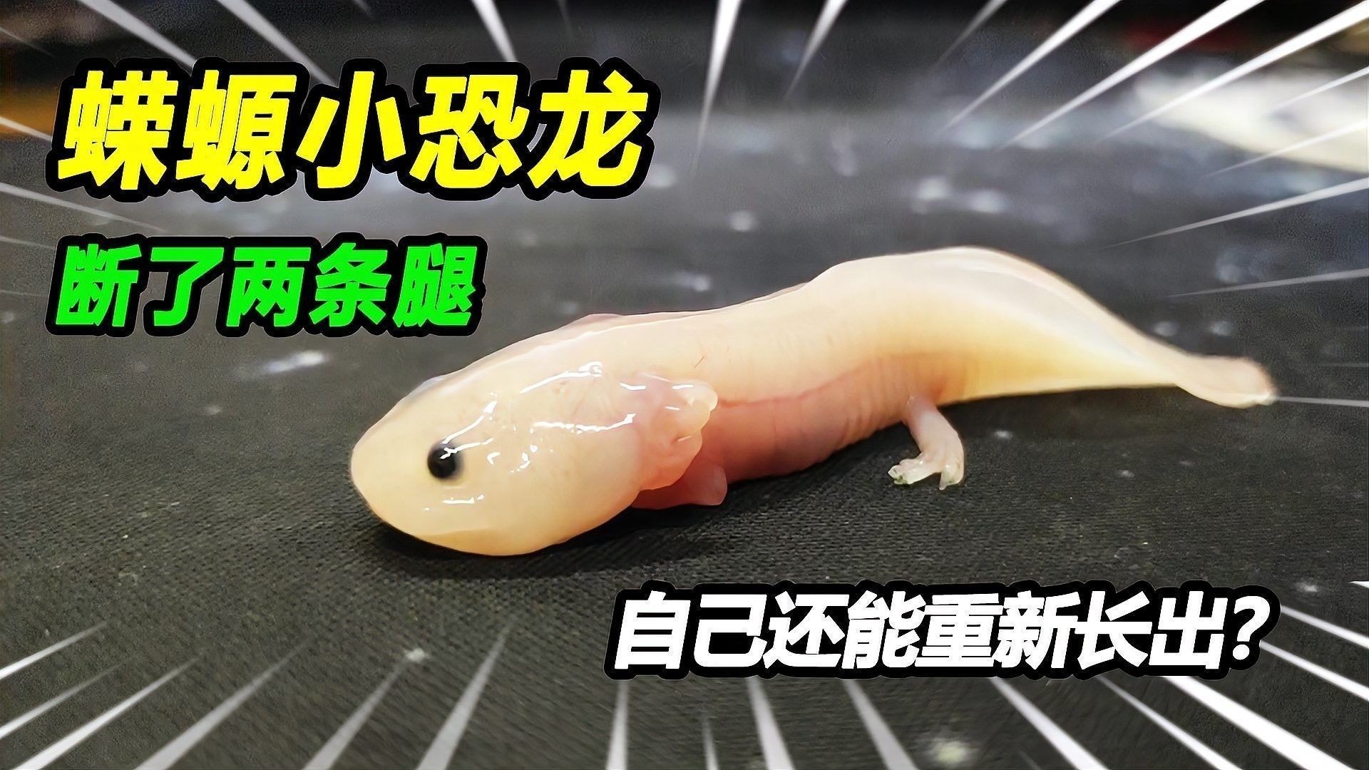 六角恐龍的最佳混養伙伴有哪些：六角恐龍可以和什么一起養