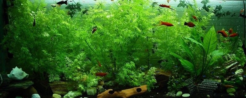 泰安龍魚批發商的聯系方式：泰安地區與龍魚批發相關的商家信息