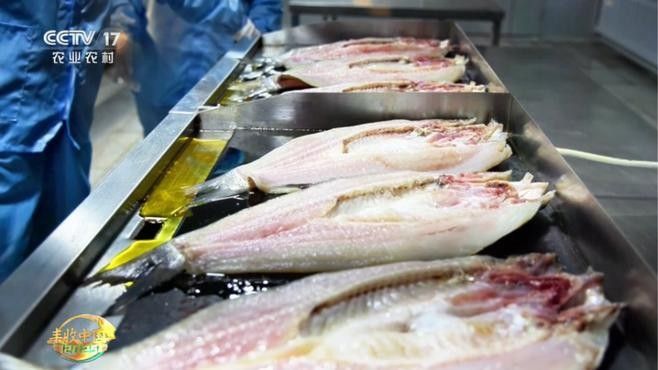 商洛哪個水族館龍魚好？祥龍魚場龍魚：商洛地區水族館中祥龍魚場是專業從事龍魚養殖的知名品牌