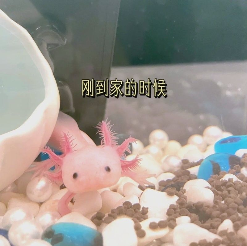 如何設(shè)置六角恐龍魚的躲避設(shè)施：六角恐龍魚怎么養(yǎng)