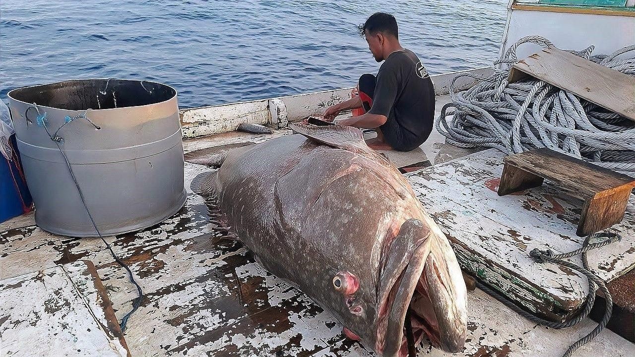 南屏山龍魚的最佳拋竿位置：根據(jù)龍躉魚（龍魚）的生活習(xí)性和垂釣技巧