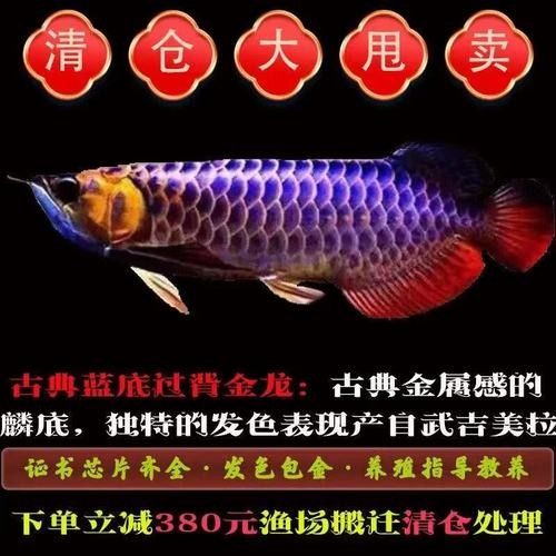 金龍魚觀賞魚哪個產地最好：金龍魚產地特點分析