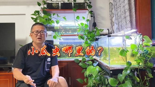 飛鳳魚吸食紅龍體表寄生蟲怎么辦：關于飛鳳魚吸食紅龍體表寄生蟲的問題
