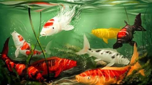 哪里可以購買到純金色金龍魚？：北京大型賣觀賞魚市場及店鋪推薦：紅龍、金龍等高檔觀賞魚