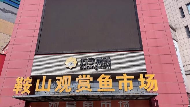 哪里可以購買到純金色金龍魚？：北京大型賣觀賞魚市場及店鋪推薦：紅龍、金龍等高檔觀賞魚