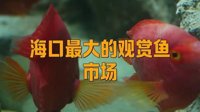 哪里可以購買到純金色金龍魚？：北京大型賣觀賞魚市場及店鋪推薦：紅龍、金龍等高檔觀賞魚
