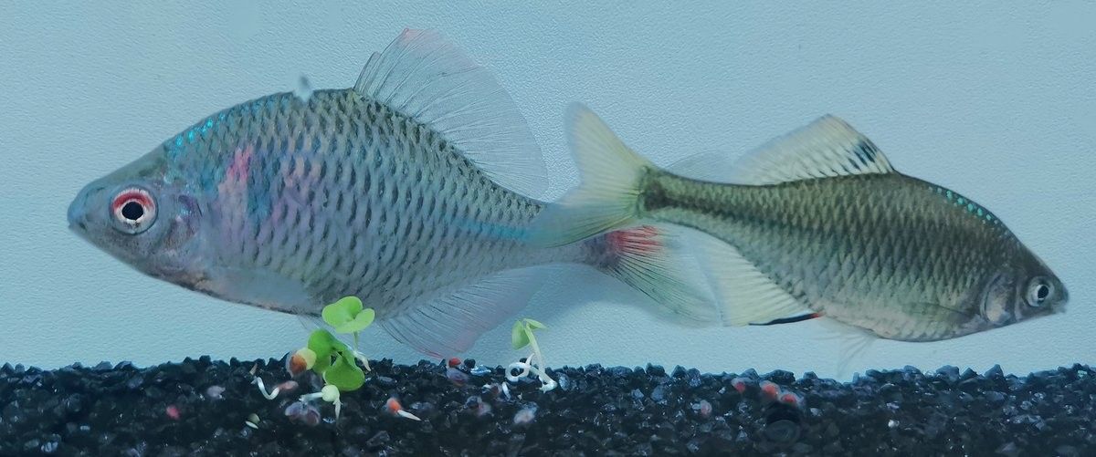 雷龍魚在本地自然水域有分布嗎？：雷龍魚在北京的自然種群數量如何？