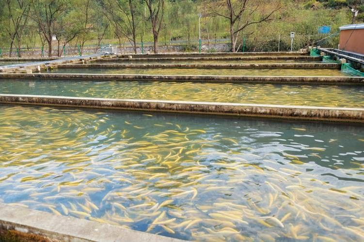 余慶哪個水族館龍魚好？祥龍魚場龍魚：余慶縣公開信息中未提及本地專業龍魚水族館但可獲取優質龍魚資源