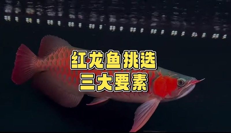 余慶哪個水族館龍魚好？祥龍魚場龍魚：余慶縣公開信息中未提及本地專業龍魚水族館但可獲取優質龍魚資源