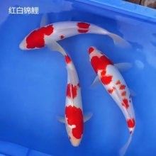 如何聯系廣州紅龍魚批發市場的商家：廣州龍魚批發祥龍魚場怎么做紅龍魚代理商