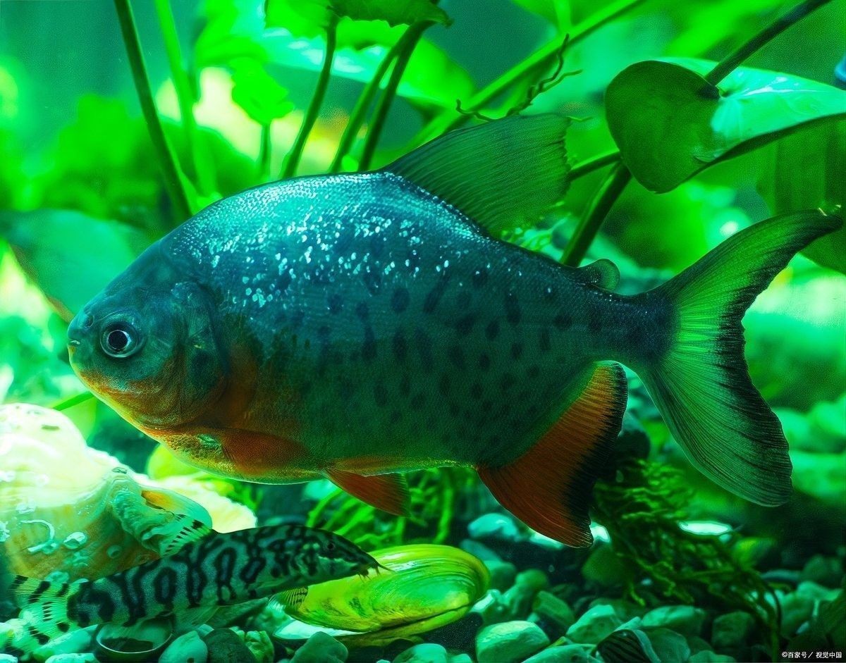 曼龍魚混養適合哪些魚類？：「養魚必看」曼龍魚能和什么魚混養