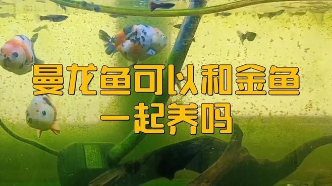曼龍魚混養適合哪些魚類？：「養魚必看」曼龍魚能和什么魚混養