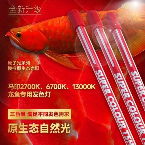 給我推薦幾款適合過背金龍魚的LED燈：——龍魚燈光使用建議