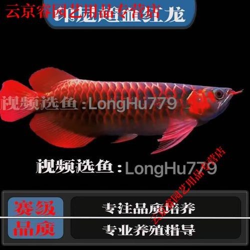 如何判斷血紅龍魚苗的品質？：判斷血紅龍魚苗品質需綜合以下特征