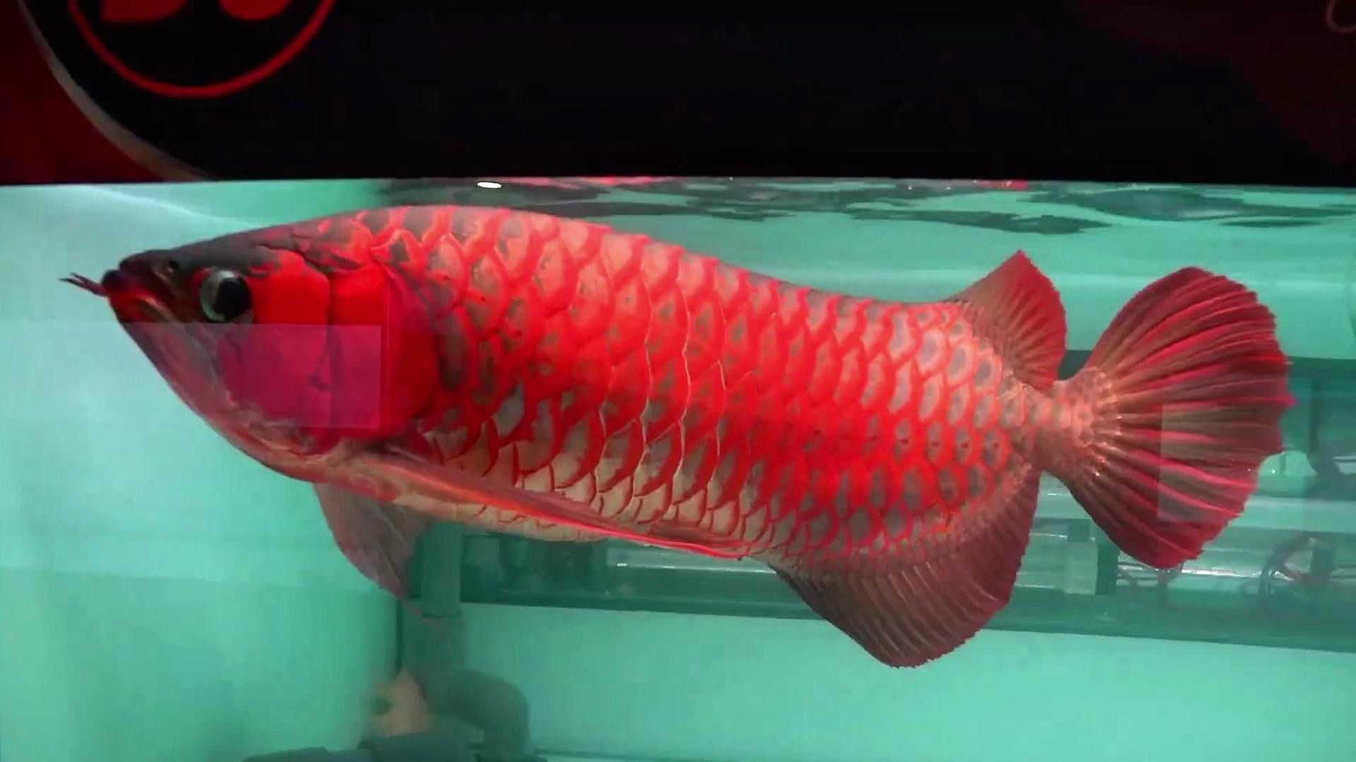 超血紅龍有哪些改良品種？：紅龍魚中的一種特殊品種