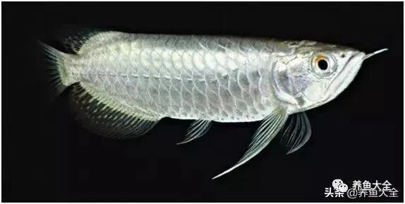 超血紅龍有哪些改良品種？：紅龍魚中的一種特殊品種