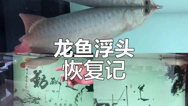 龍魚浮頭后需要停食多久：深圳龍騰四海水族落葉知秋落