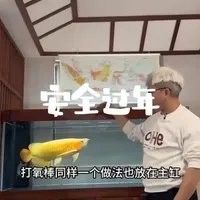 龍魚浮頭后需要停食多久：深圳龍騰四海水族落葉知秋落