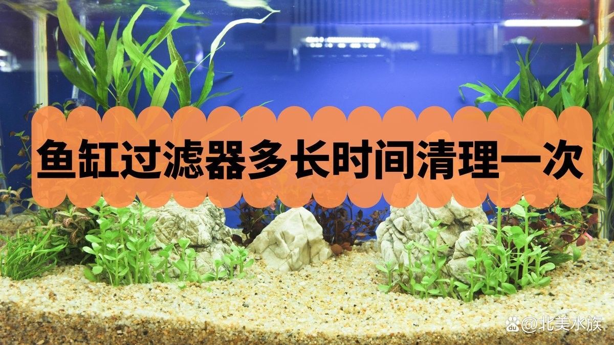 底濾系統多久清洗一次？：底濾系統清洗頻率需根據魚缸實際情況綜合判斷以下要點