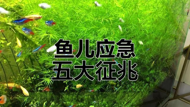 如何判斷雪龍龍魚是否健康？：判斷雪龍龍魚是否健康需從多維度綜合觀察以下關鍵指標及方法