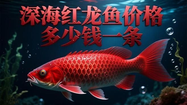 紅色龍魚哪個品種最貴？：農情萬家，紅龍魚價格表