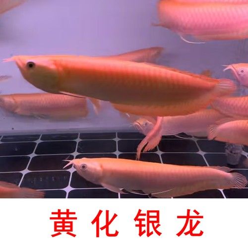 白子過(guò)背金龍魚的價(jià)格是多少：如何鑒別白子過(guò)背金龍魚的真?zhèn)危? title=
