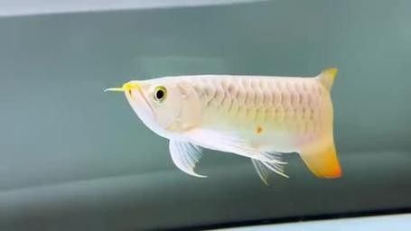 白子過背金龍魚的價格是多少：如何鑒別白子過背金龍魚的真偽？