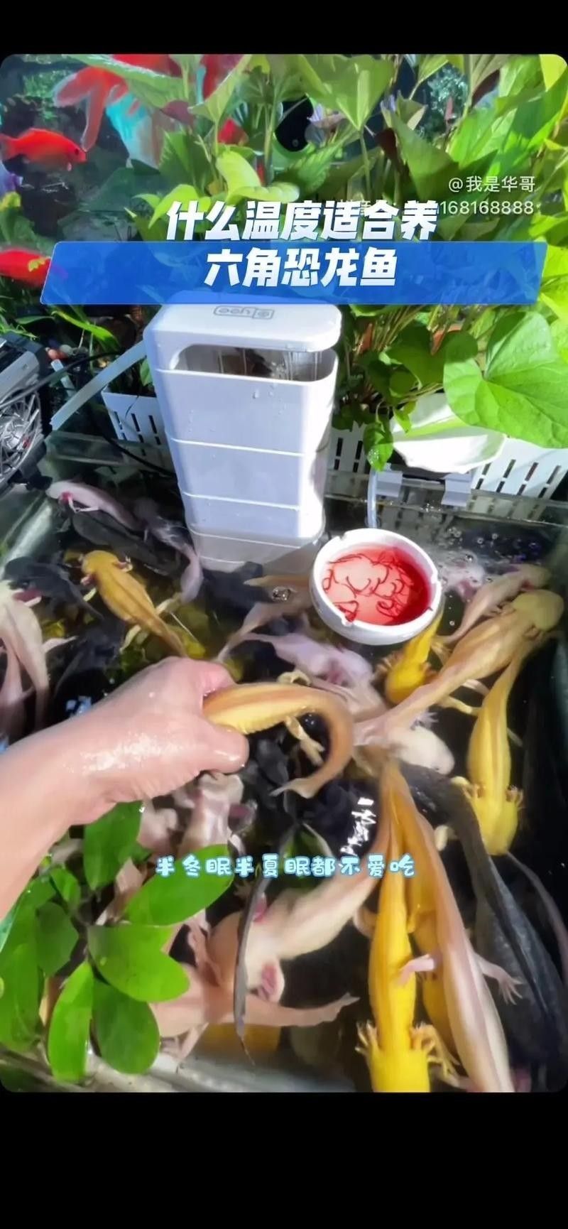 六角龍魚夏天可以吹空調嗎：六角恐龍魚在夏季可以通過空調降溫
