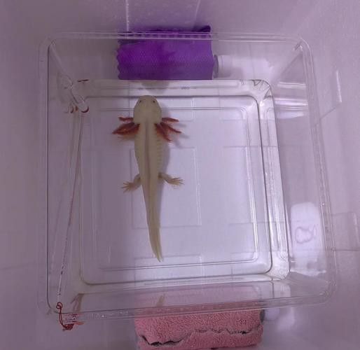 六角龍魚夏天可以吹空調嗎：六角恐龍魚在夏季可以通過空調降溫