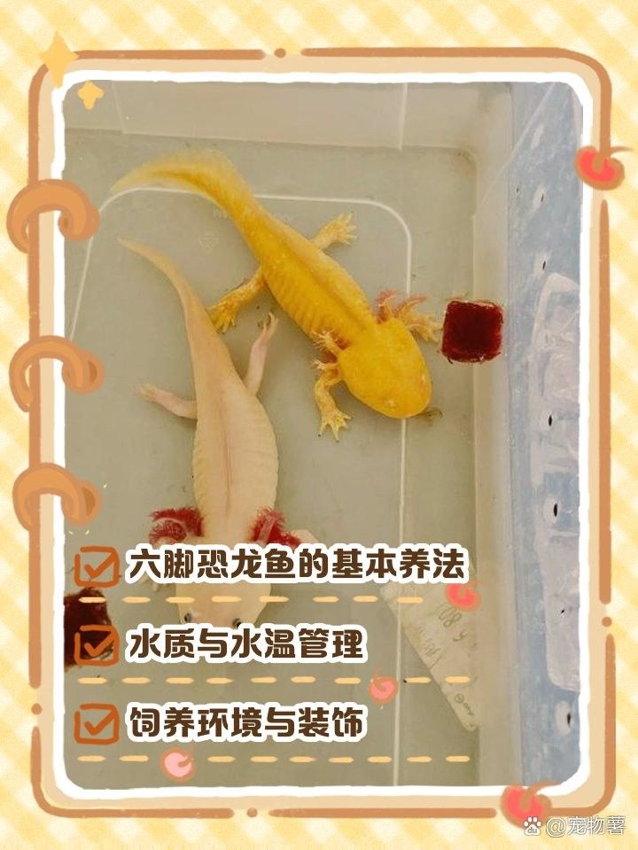 六角龍魚夏天可以吹空調嗎：六角恐龍魚在夏季可以通過空調降溫