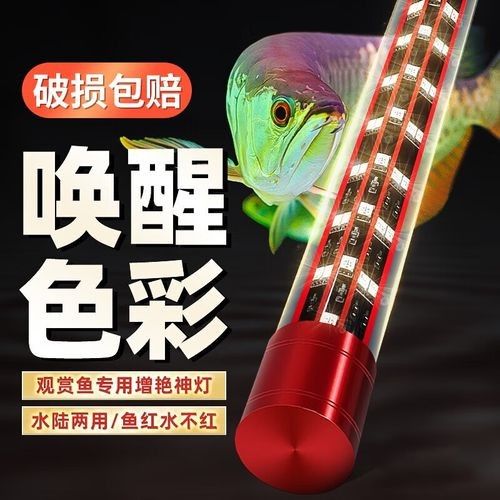 龍魚誘色燈有哪些品牌推薦：boxtech龍魚誘色燈推薦