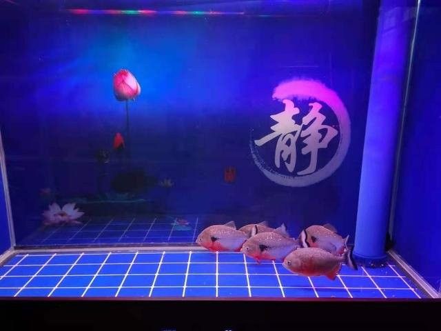 龍魚嘴破后需要隔離嗎？：龍魚嘴巴爛了是什么原因，怎么治療
