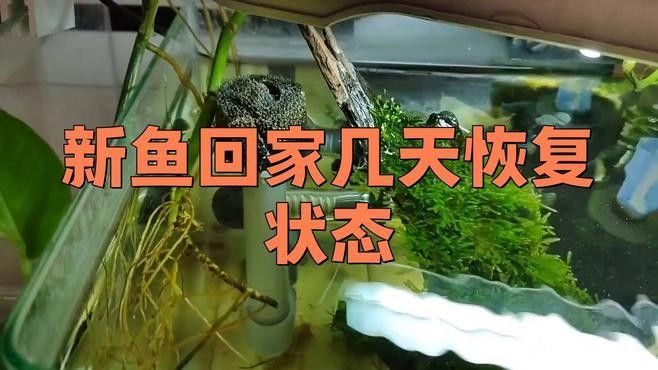 新魚入缸后多久會適應？：新魚入缸后多久能度過危險期寵物小哈哈