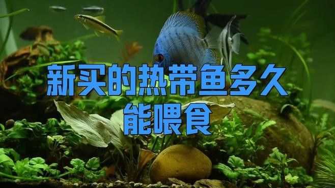 新魚入缸后多久會適應？：新魚入缸后多久能度過危險期寵物小哈哈