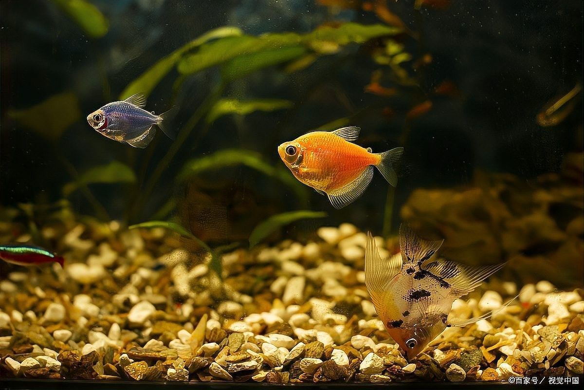 新魚入缸后多久會適應？：新魚入缸后多久能度過危險期寵物小哈哈