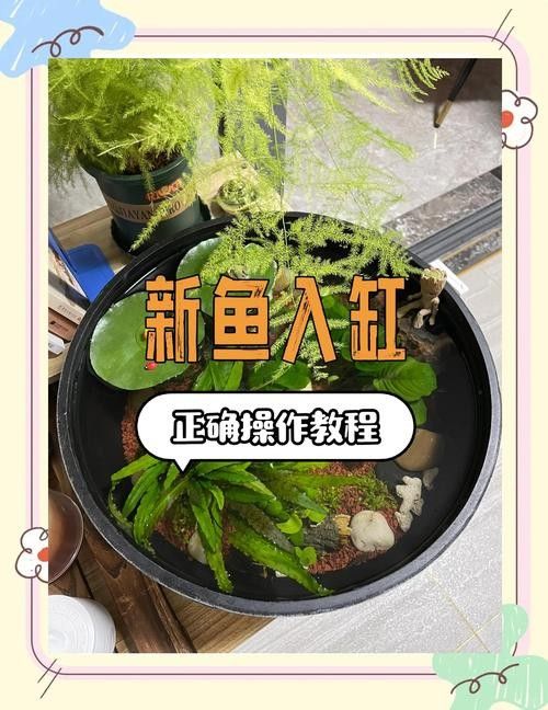 新魚入缸后多久會適應？：新魚入缸后多久能度過危險期寵物小哈哈