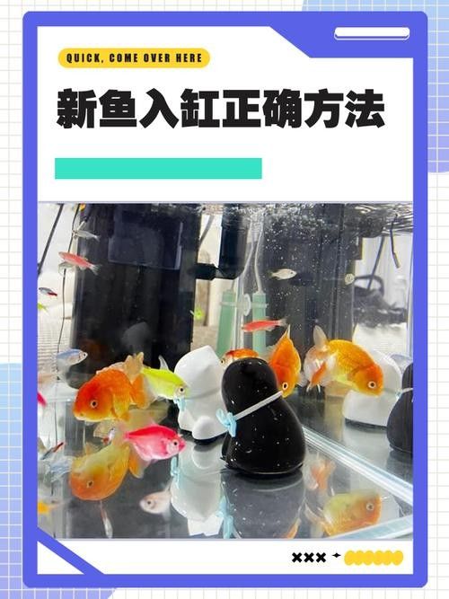 新魚入缸后多久會適應？：新魚入缸后多久能度過危險期寵物小哈哈