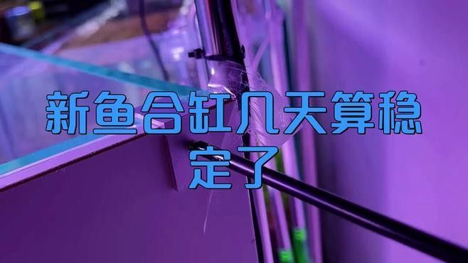 新魚入缸后多久會適應？：新魚入缸后多久能度過危險期寵物小哈哈