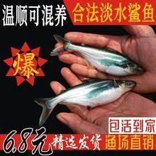 白鯊和龍魚混養需要哪些特殊設備？：混養白鯊和龍魚需兼顧兩者的體型差異、活動習性和水質要求