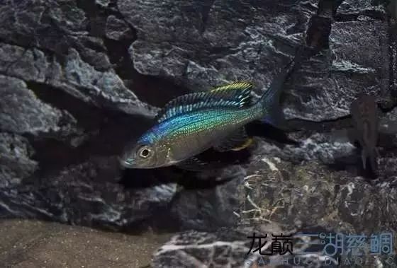 如何區分藍龍魚的不同品種：手把手教你判斷澳洲藍龍怎么選