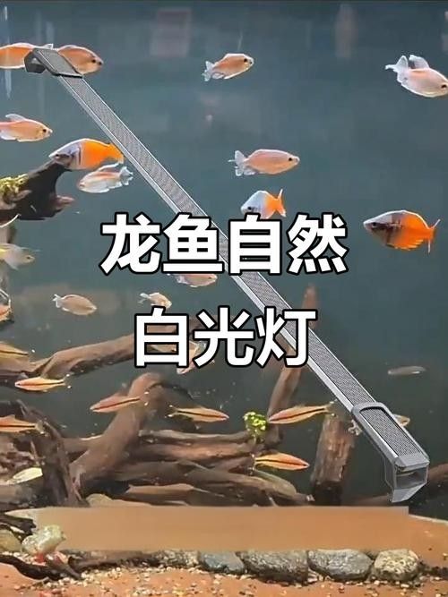 龍魚燈光擺放實例：龍缸燈光擺放技巧