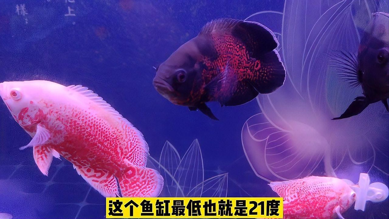 哪些魚更容易感染白斑病：白斑病（白點(diǎn)病）主要由小瓜蟲寄生引起